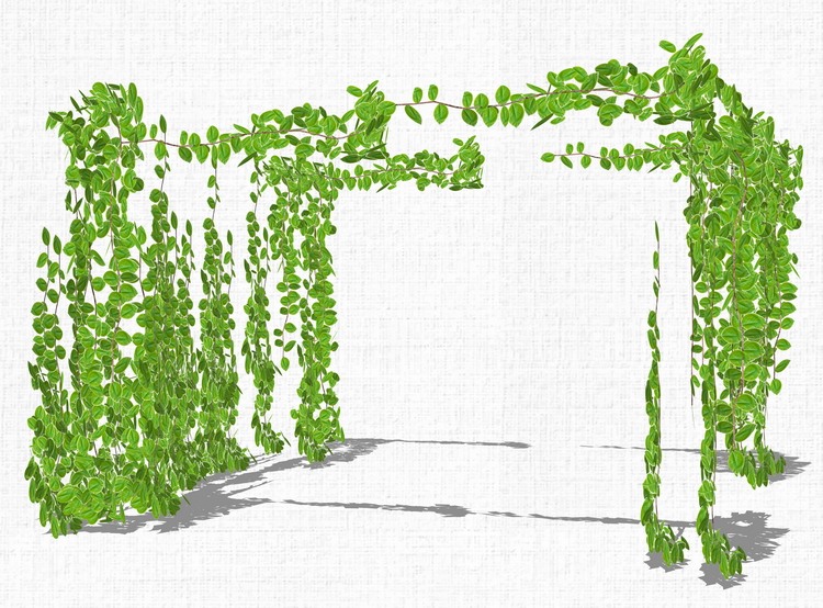 藤本绿植植物SU模型爬藤藤蔓攀爬植物垂吊绿墙sketchup组-景观建筑资源