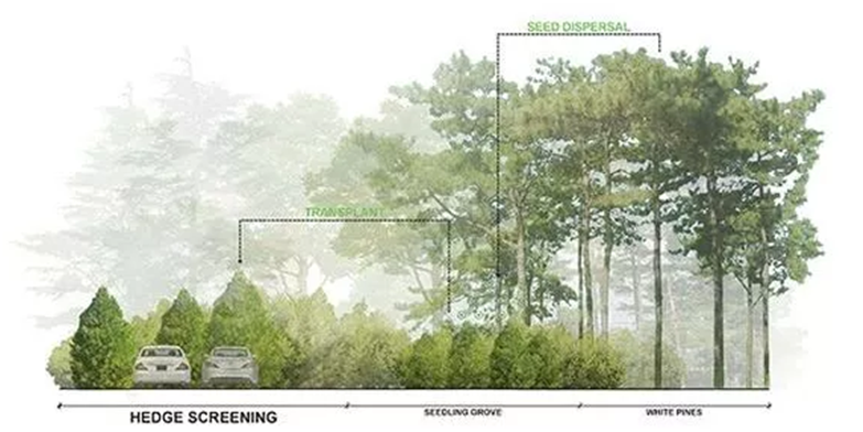 设计院必备常用景观植物CAD平立面合集