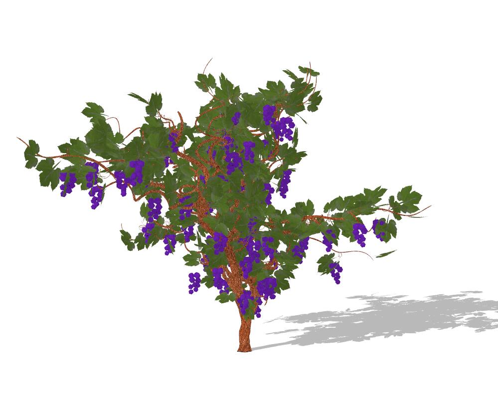 葡萄树植物sketchup模型1-SU建筑景观室内模型