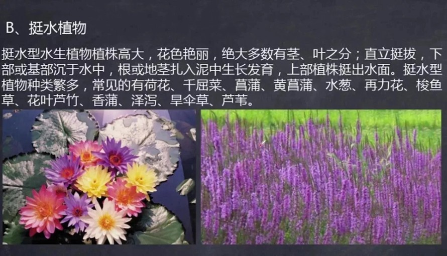 美丽乡村-生态修复-湿地公园植物配置视频教程附赠某大型生态湿地公园植物配置全图（13集视频+某湿地项目植物施工图）